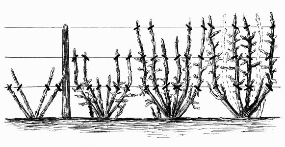 When and how to plant gooseberries in spring, summer: step-by-step instructions, timing, scheme, fruiting features