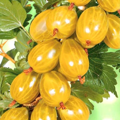 When and how to plant gooseberries in spring, summer: step-by-step instructions, timing, scheme, fruiting features