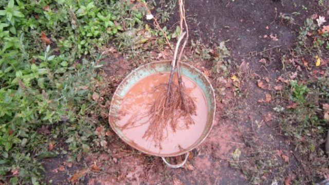 When and how to plant gooseberries in spring, summer: step-by-step instructions, timing, scheme, fruiting features