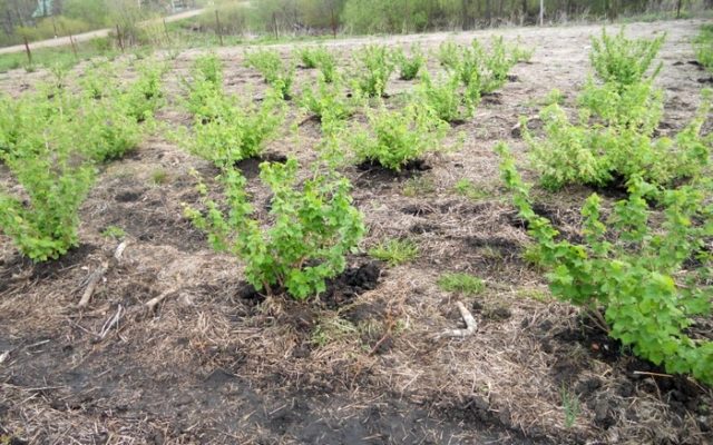 When and how to plant gooseberries in spring, summer: step-by-step instructions, timing, scheme, fruiting features