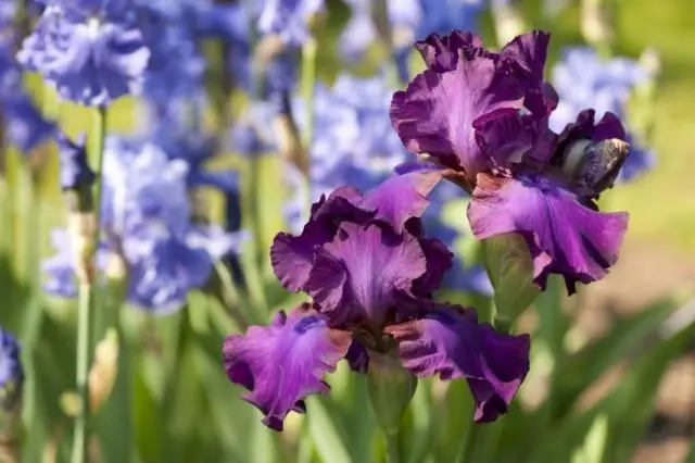 When and how to plant irises in spring in open ground