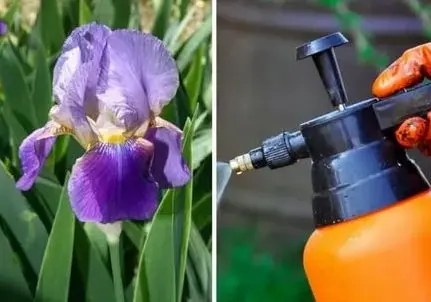 When and how to plant irises in spring in open ground