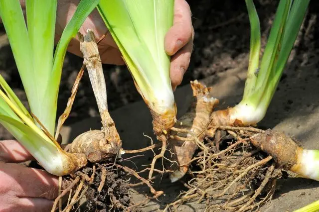 When and how to plant irises in spring in open ground