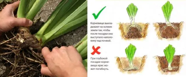 When and how to plant irises in spring in open ground