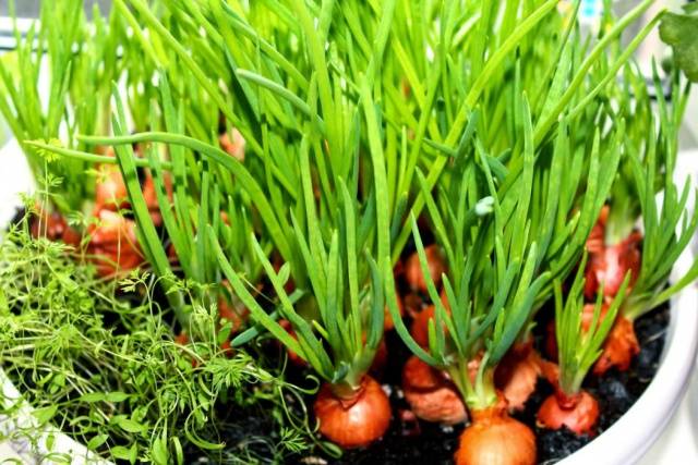 When and how to plant onions on the head