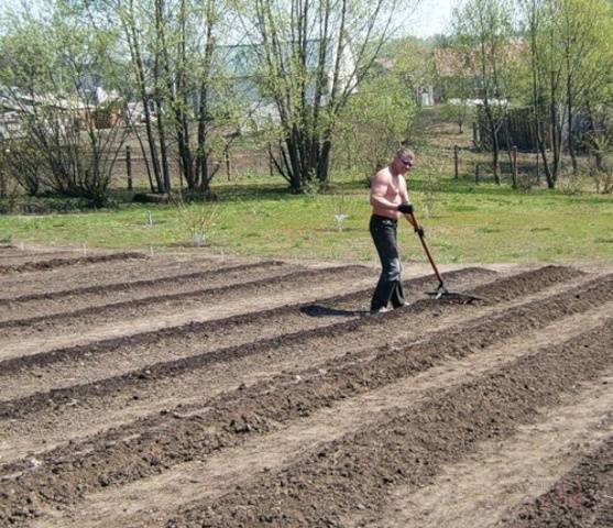 When and how to plant onions on the head