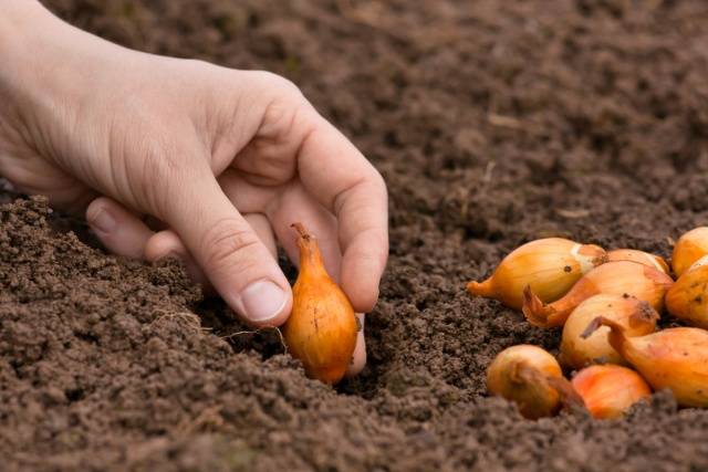 When and how to plant onions on the head