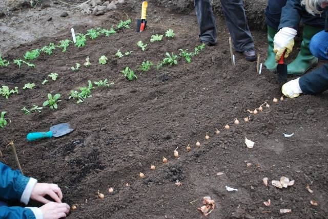 When and how to plant onions on the head