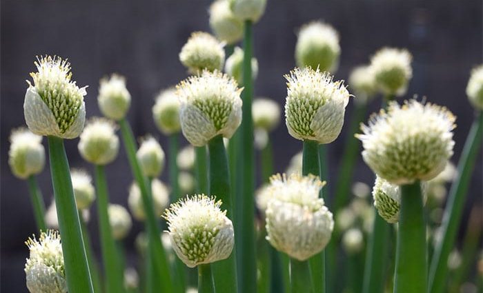 When and how to plant onions on the head