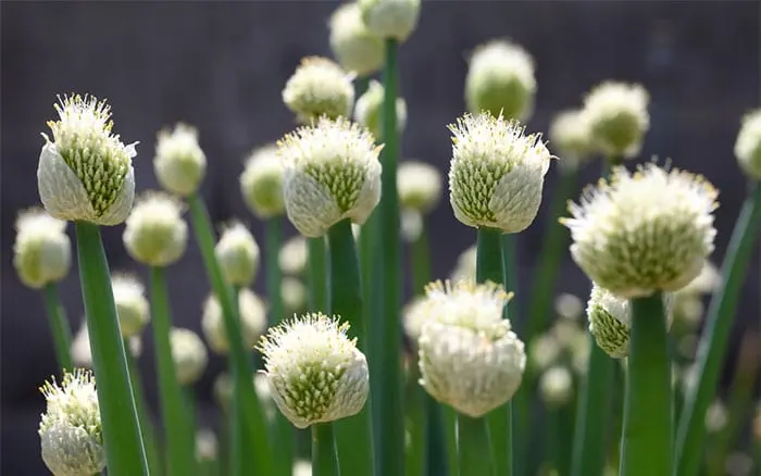 When and how to plant onions on the head