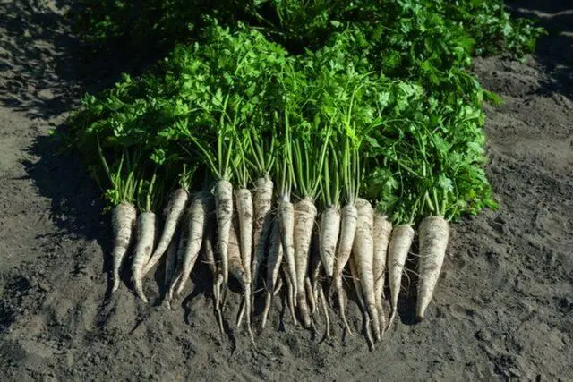 When and how to plant root parsley in open ground