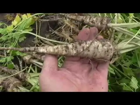 When and how to plant root parsley in open ground