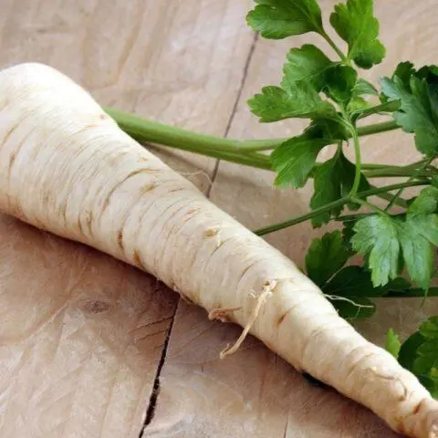 When and how to plant root parsley in open ground