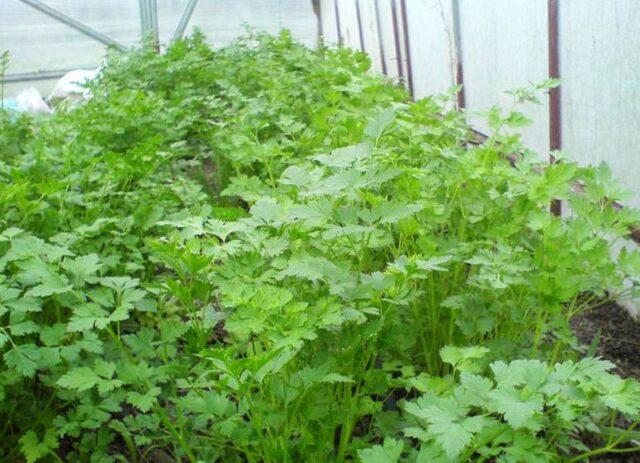 When and how to plant root parsley in open ground