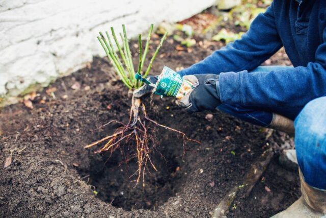 When and how to plant rose hips