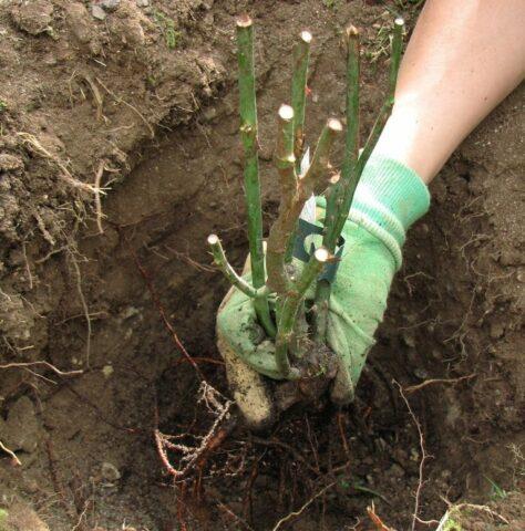 When and how to plant rose hips