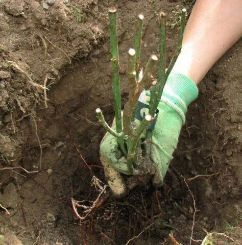 When and how to plant rose hips