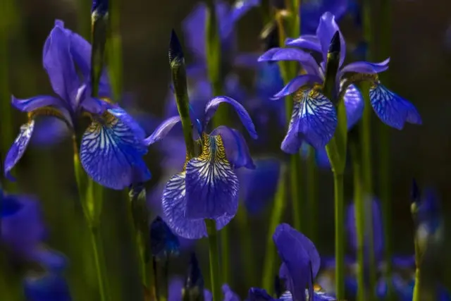 When and how to plant Siberian iris in spring, summer, autumn