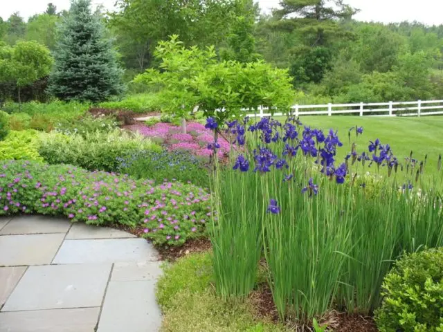 When and how to plant Siberian iris in spring, summer, autumn