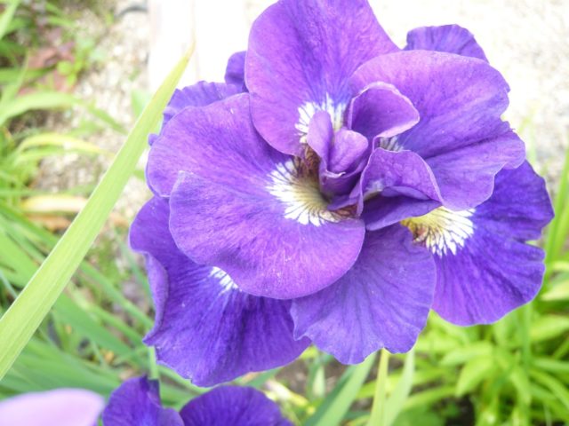 When and how to plant Siberian iris in spring, summer, autumn