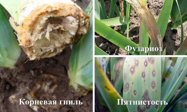 When and how to plant Siberian iris in spring, summer, autumn