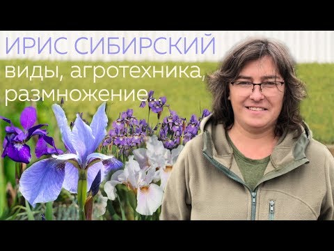 When and how to plant Siberian iris in spring, summer, autumn