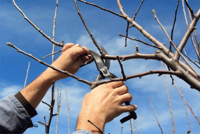 When and how to prune cherries in the fall: diagrams for beginners, videos, timing and pruning rules