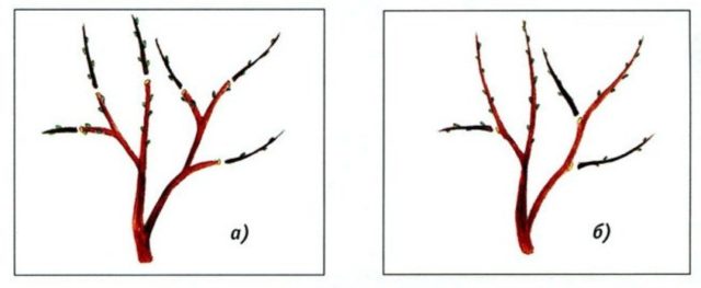 When and how to prune cherries in the fall: diagrams for beginners, videos, timing and pruning rules