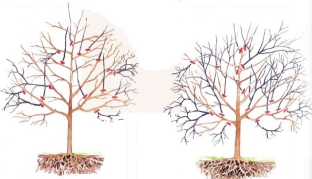 When and how to prune cherries in the fall: diagrams for beginners, videos, timing and pruning rules