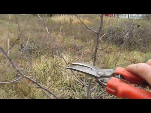 When and how to prune cherries in the fall: diagrams for beginners, videos, timing and pruning rules