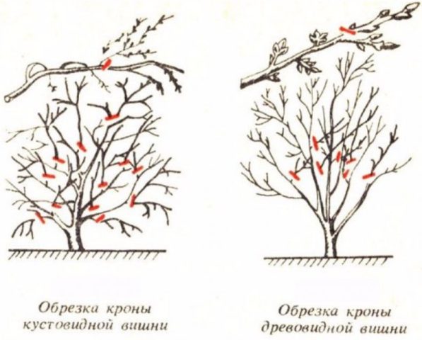 When and how to prune cherries in the fall: diagrams for beginners, videos, timing and pruning rules