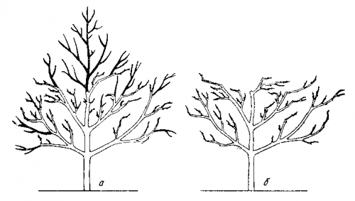 When and how to prune cherries in the fall: diagrams for beginners, videos, timing and pruning rules