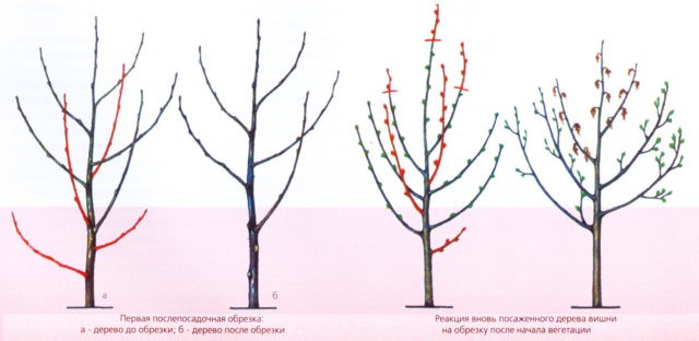 When and how to prune cherries in the fall: diagrams for beginners, videos, timing and pruning rules