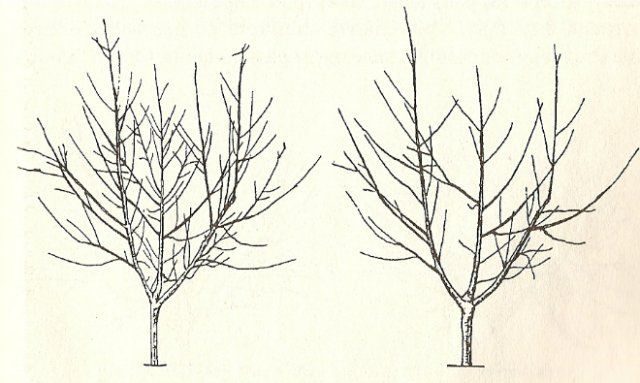 When and how to prune cherries in the fall: diagrams for beginners, videos, timing and pruning rules