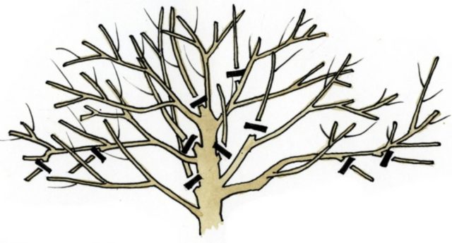 When and how to prune cherries in the fall: diagrams for beginners, videos, timing and pruning rules