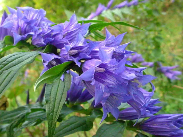 When and how to sow gentian