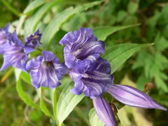 When and how to sow gentian