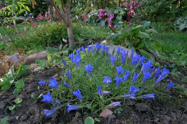 When and how to sow gentian