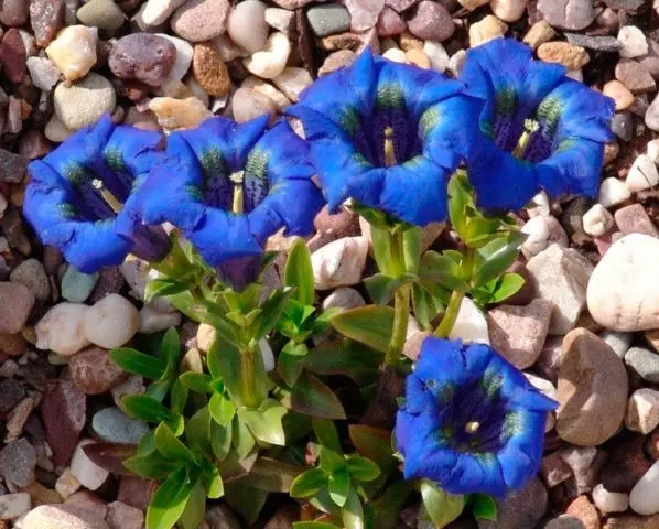 When and how to sow gentian