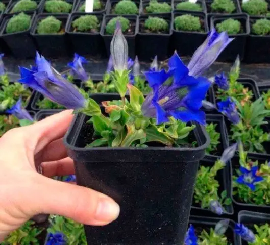 When and how to sow gentian