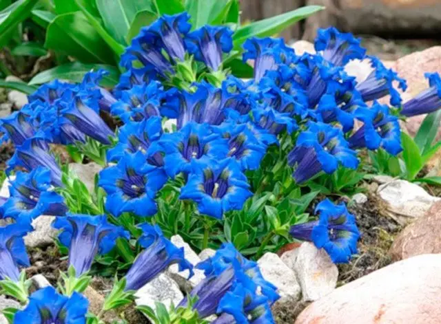 When and how to sow gentian