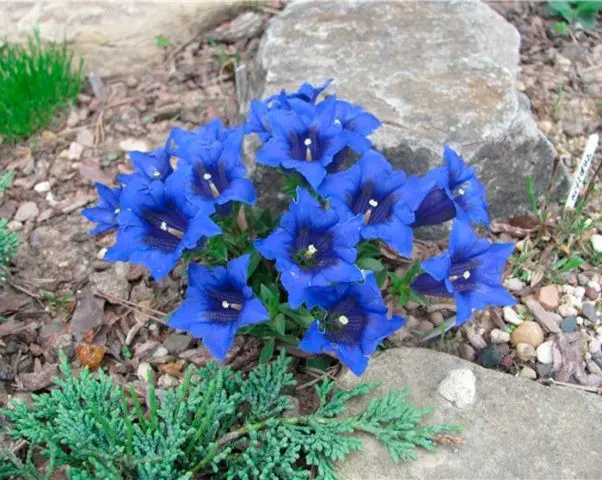 When and how to sow gentian