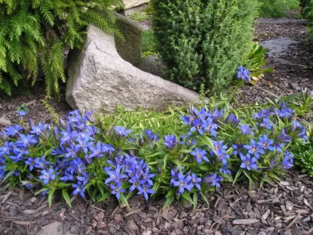 When and how to sow gentian