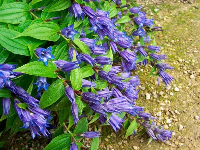 When and how to sow gentian