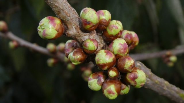 When and how to transplant cherries in the fall to a new place: terms and rules for transplanting