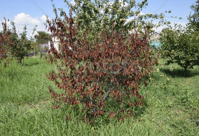 When and how to transplant cherries in the fall to a new place: terms and rules for transplanting