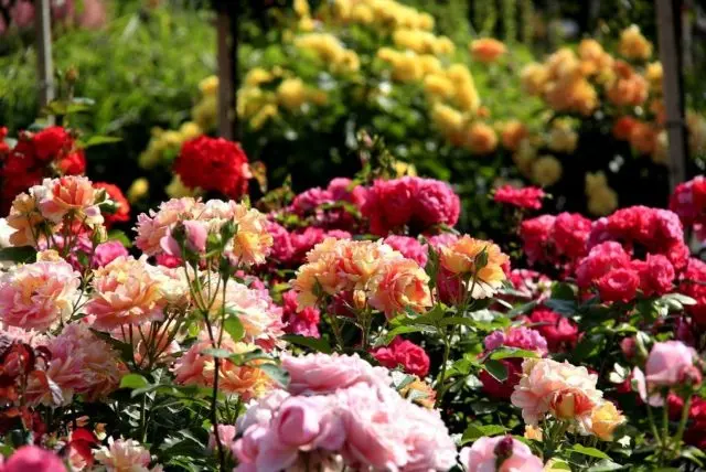 When and how to transplant roses to another place in the spring