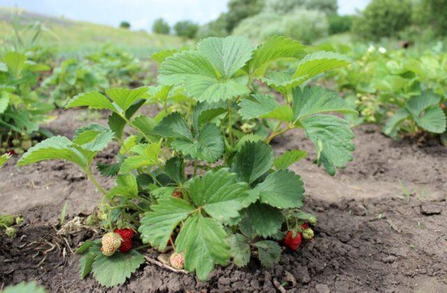 When and how to transplant strawberries in the spring to a new place