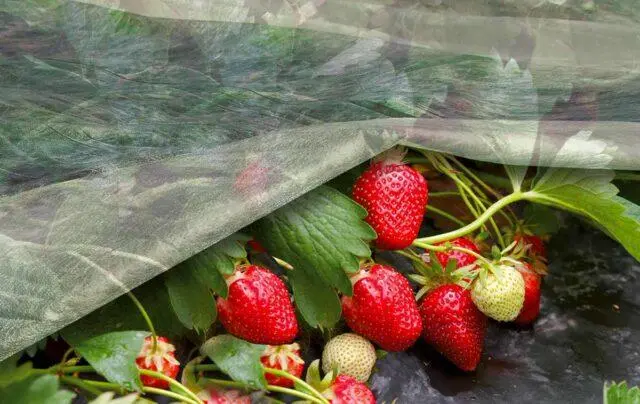 When and how to transplant strawberries in the spring to a new place