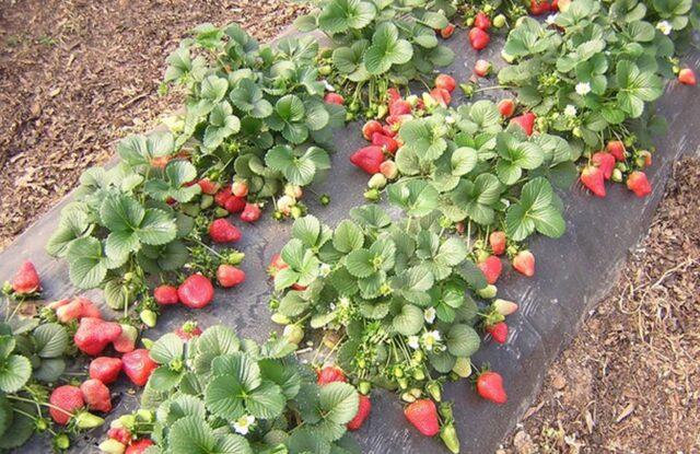 When and how to transplant strawberries in the spring to a new place